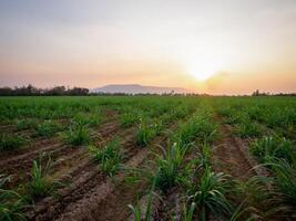 Sugarcane plantations,the agriculture tropical plant in Thailand photo