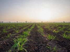 Sugarcane plantations, agricultural plants grow up photo