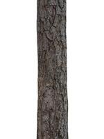 Tree trunk Isolated On White Background photo