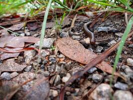 A coiled millipede shaped on ground. photo