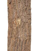 Trunk of a tree Isolated On White Background photo