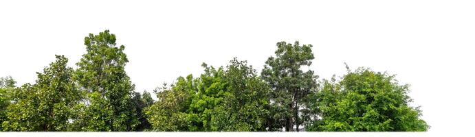 árboles verdes aislados en fondo blanco.son bosques y follaje en verano tanto para impresión como para páginas web con ruta cortada y canal alfa foto