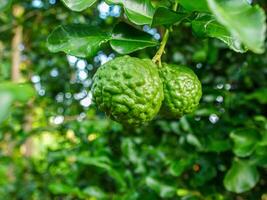 Bergamot and green leaves on the tree. photo