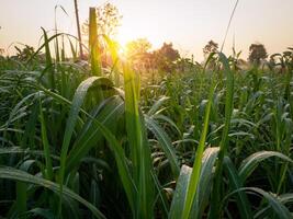 Sugarcane plantations, tropical plants, agriculture and sunsets in Thailand photo