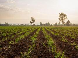 Sugarcane plantations, agricultural plants grow up photo