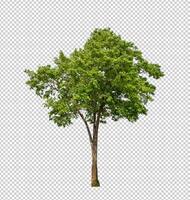 Tree on transparent background with clipping path, single tree with clipping path and alpha channel photo