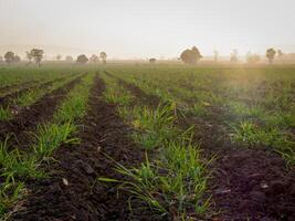 Sugarcane plantations, agricultural plants grow up photo