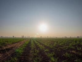 Sugarcane plantations,the agriculture tropical plant in Thailand photo