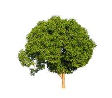 Tree that are isolated on a white background are suitable for both printing and web pages photo