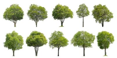 Collection tree cut out from original background and replace with white background for easy to selection. photo