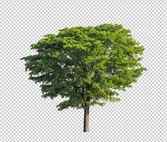 Tree on transparent picture background with clipping path, single tree with clipping path and alpha channel photo