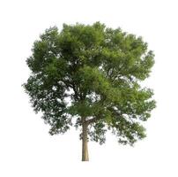 Trees that are isolated on a white background are suitable for both printing and web pages photo