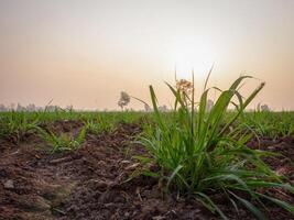 Sugarcane plantations,the agriculture tropical plant in Thailand photo