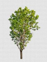 Tree on transparent picture background with clipping path, single tree with clipping path and alpha channel photo