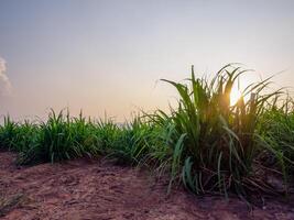 plantaciones de caña de azúcar, la planta agrícola tropical en tailandia foto