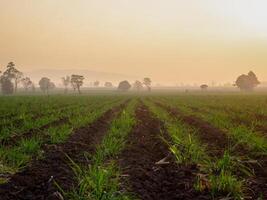 Sugarcane plantations, agricultural plants grow up photo