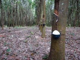 Rubber tree trunk, rubber plantation Thailand photo