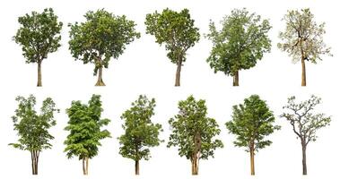 colección árbol cortar fuera desde original antecedentes y reemplazar con blanco antecedentes para fácil a selección. foto