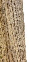 Tree trunk Isolated On White Background photo