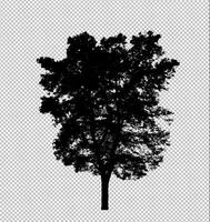 Tree silhouette on transparent background with clipping path and alpha photo
