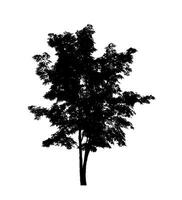 Tree silhouette for brush on white background photo