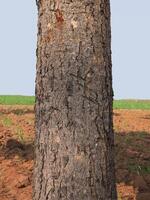 Empty tree trunk for display montags Forest and foliage in summer. Row of trees and shrubs. photo