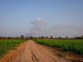 Sugarcane plantations,the agriculture tropical plant in Thailand photo