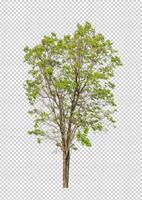 Tree on transparent background with clipping path, single tree with clipping path and alpha channel photo