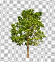 Tree on transparent picture background with clipping path, single tree with clipping path and alpha channel photo