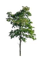 Trees that are isolated on a white background are suitable for both printing and web pages photo