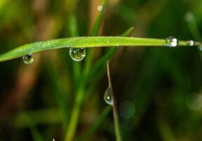 Drop of dew in morning on leaf photo