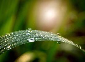 Dew drops on sugarcane leaves photo