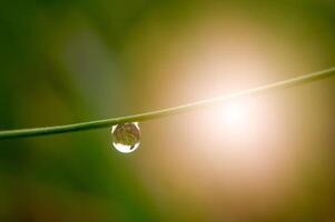 Dew drops on sugarcane leaves photo