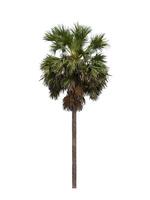 dual sugar palm tree isolated on white background photo