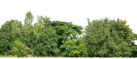 árboles verdes aislados en fondo blanco.son bosques y follaje en verano tanto para impresión como para páginas web con ruta cortada y canal alfa foto