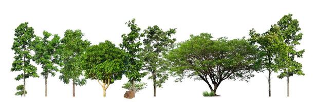 Green trees isolated on white background. forest and leaves in summer rows of trees and bushes photo