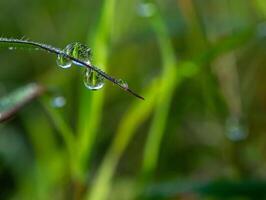 Drop of dew in morning on leaf photo