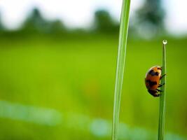 Ladybug sitting on a green leaf. photo