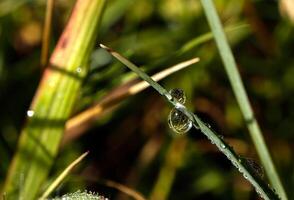 gota de rocío en una brizna de hierba foto