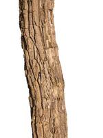 Summer tree trunk on a white background photo