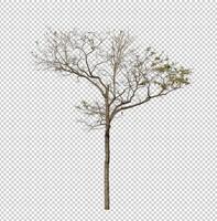 Tree on transparent background with clipping path, single tree with clipping path and alpha channel photo