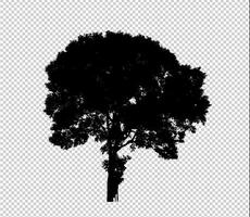 silueta de árbol sobre fondo transparente con trazado de recorte y alfa foto