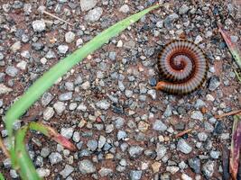 A coiled millipede shaped on ground. photo