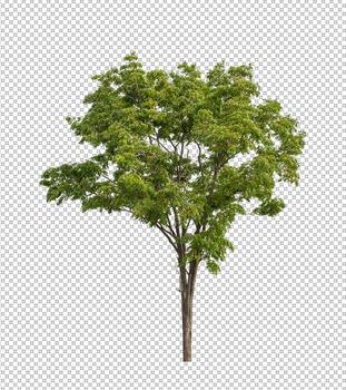 Tree on transparent background with clipping path, single tree with clipping path and alpha channel photo