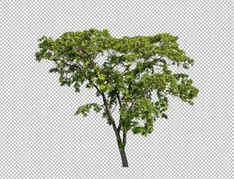 Tree on transparent picture background with clipping path, single tree with clipping path and alpha channel photo