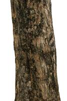 Trunk of a tree Isolated On White Background photo