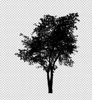 Tree silhouette on transparent background with clipping path and alpha photo