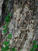 verde hiedra hojas alpinismo en árbol foto