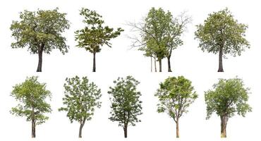 Collection tree cut out from original background and replace with white background for easy to selection. photo