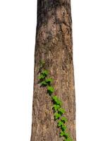 Summer tree trunk on a white background photo